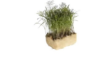 Olympia cress single